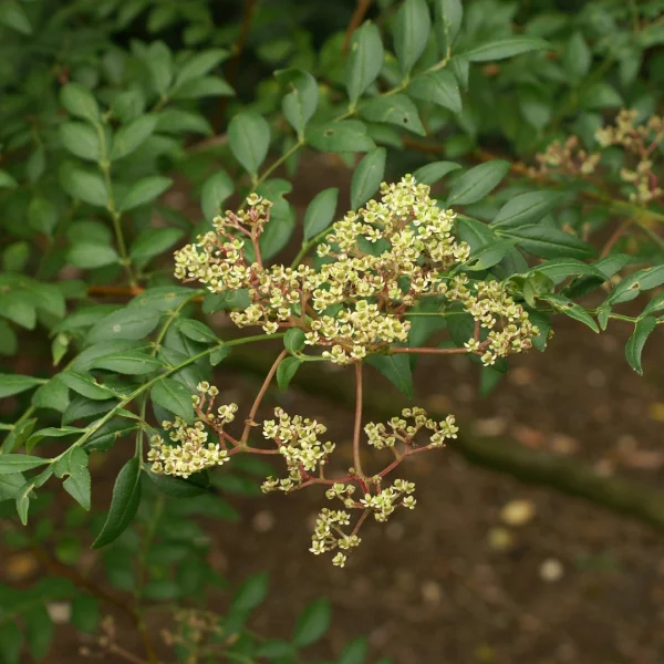 Zanthoxylum piperitum – Japan pepper, Japanese prickly-ash