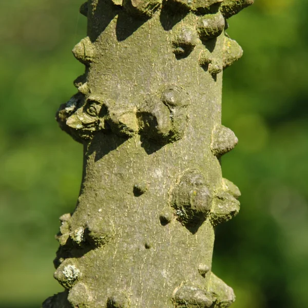 Zanthoxylum schinifolium – Peppertree