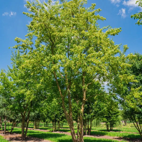 Acer buergerianum – Trident maple