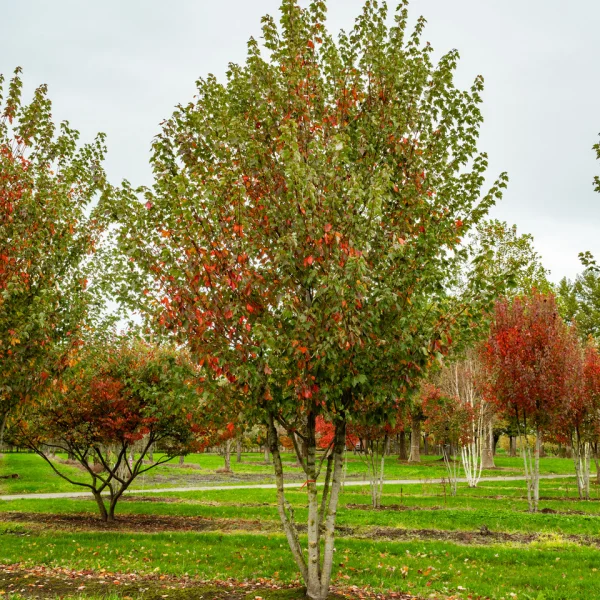 Acer rubrum RED SUNSET ('Franksred') &ndash; Acer rubrum RED SUNSET ('Franksred')