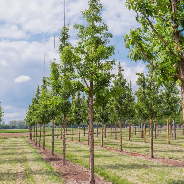 Acer triflorum &ndash; Three-flowered maple