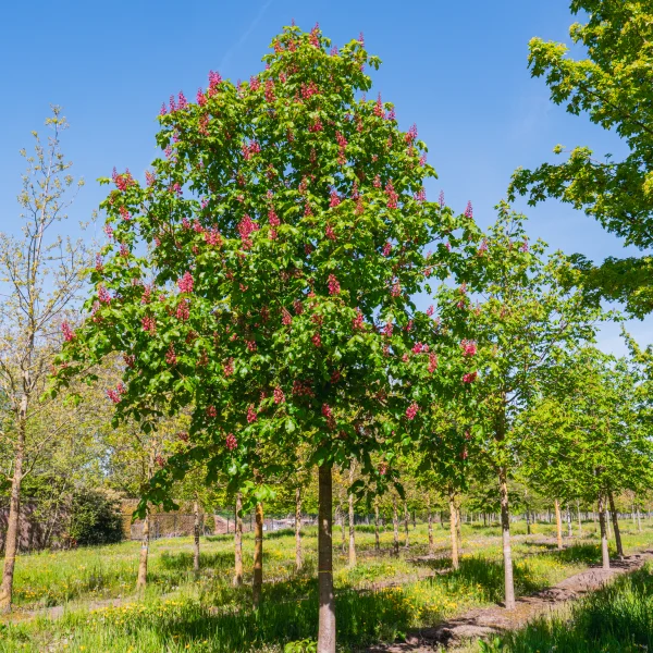 Aesculus ×carnea &ndash; Red horsechestnut