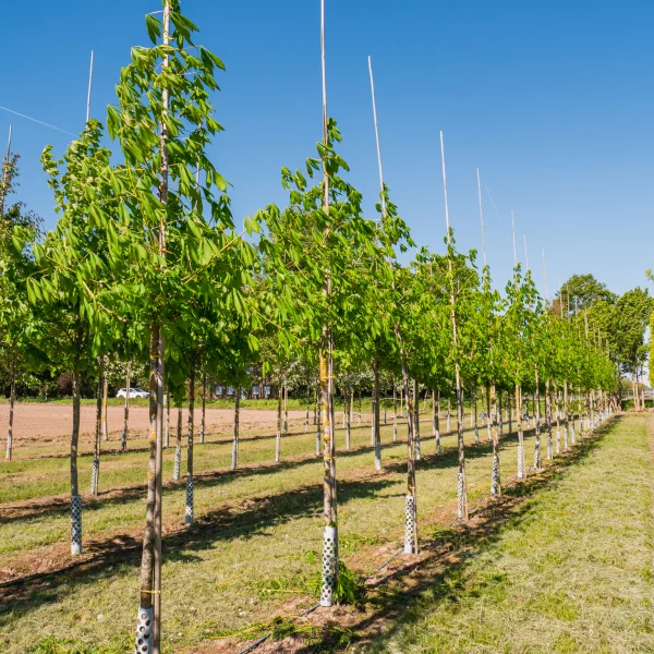 Aesculus flava 'Vestita' &ndash; Aesculus flava 'Vestita'