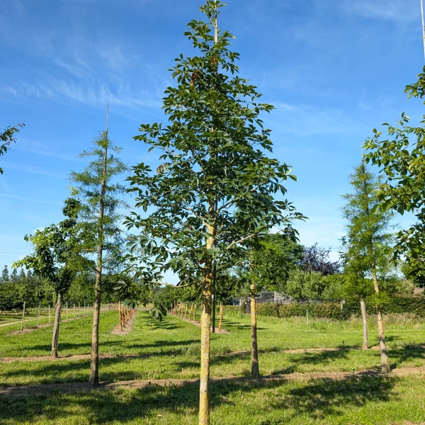 Aesculus 'Homestead' &ndash; Aesculus 'Homestead'