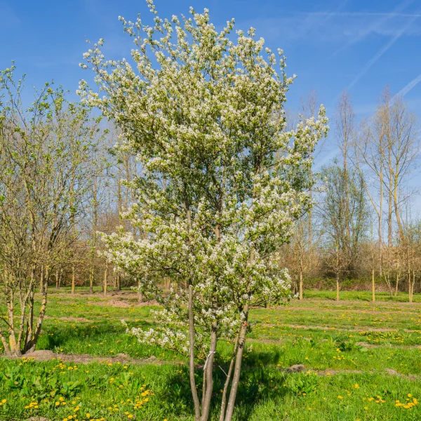 Amelanchier 'Ballerina' &ndash; Amelanchier 'Ballerina'
