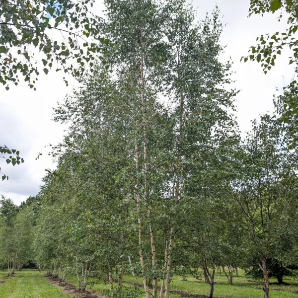 Betula pendula &ndash; Common silver birch, European birch