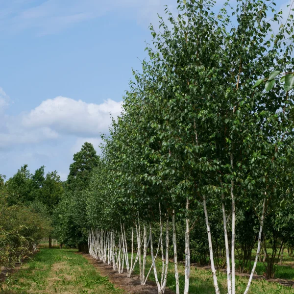 Betula utilis var. jacquemontii &ndash; White-barked Himalayan birch