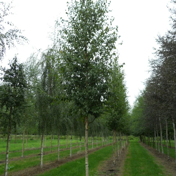 Betula ermanii – Erman birch