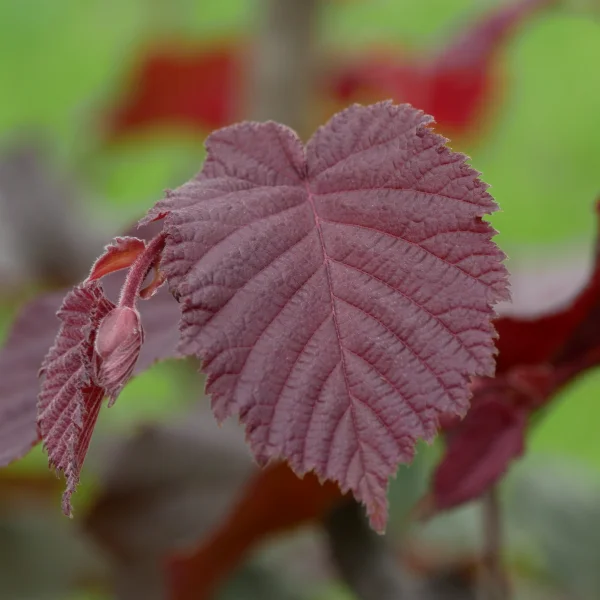 Corylus ×colurnoides 'Melchior' – Corylus ×colurnoides 'Melchior'