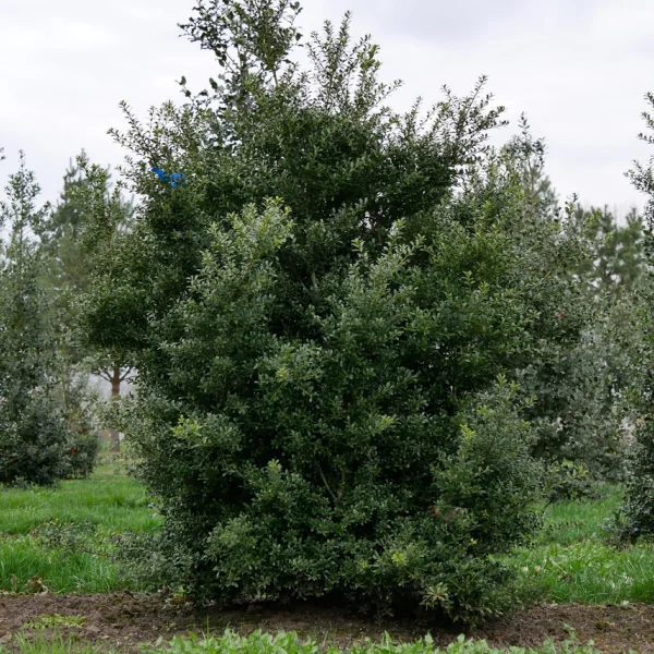 Ilex crenata 'Glory Gem' – Ilex crenata 'Glory Gem'