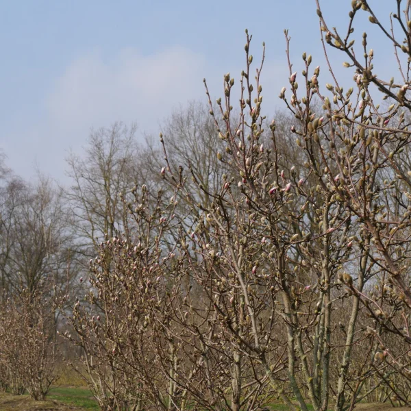 Magnolia ×soulangeana 'Satisfaction' – Magnolia ×soulangeana 'Satisfaction'