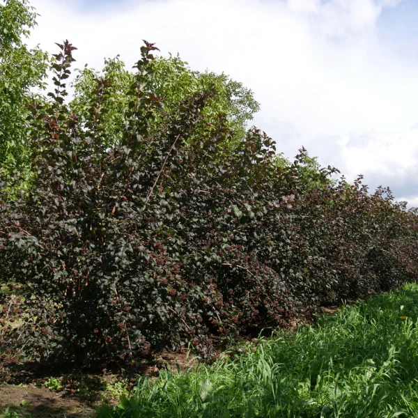 Physocarpus opulifolius 'Diabolo' – Physocarpus opulifolius 'Diabolo'