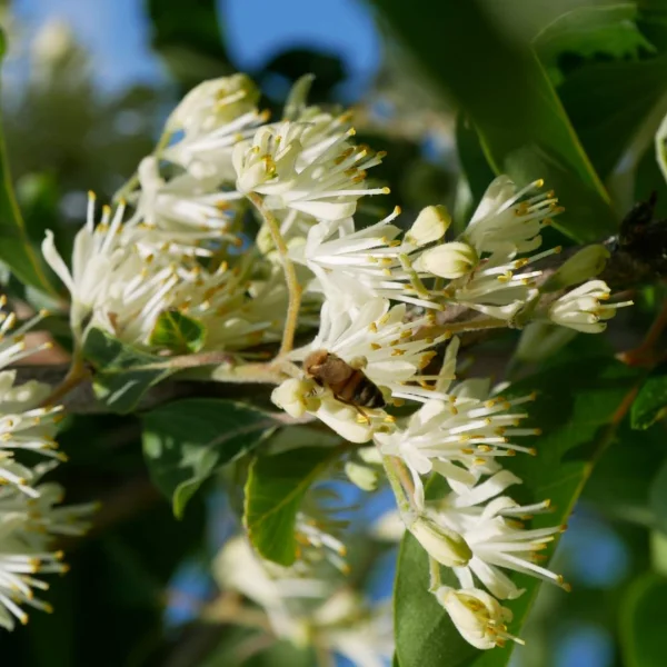 Pterostyrax corymbosa – Pterostyrax corymbosa