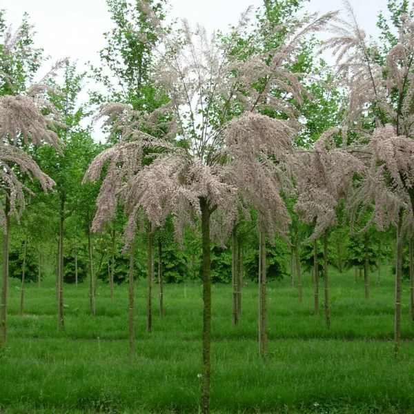 Tamarix gallica – Tamarix gallica