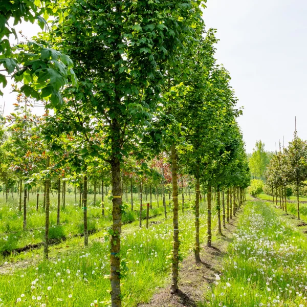 Acer campestre 'Narrow Lane' PBR
