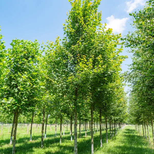 Acer ×freemanii 'Armstrong Two'