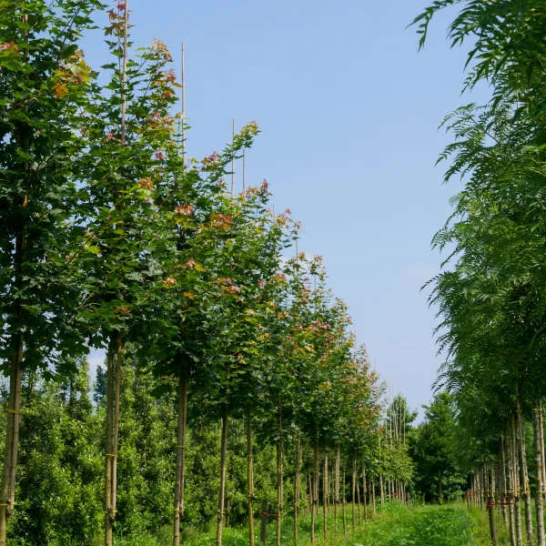 Acer truncatum PACIFIC SUNSET ('Warrenred') – Acer truncatum PACIFIC SUNSET ('Warrenred')