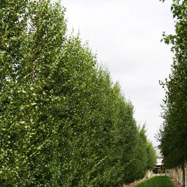 Betula pendula FASTIGIATA JOES ('Jolep1') – Betula pendula FASTIGIATA JOES ('Jolep1')