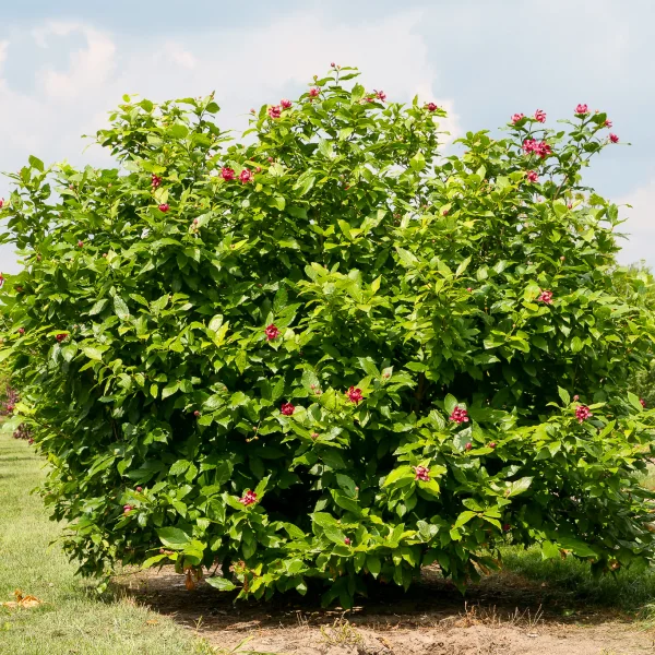 Calycanthus ×raulstonii 'Aphrodite' – Calycanthus ×raulstonii 'Aphrodite'