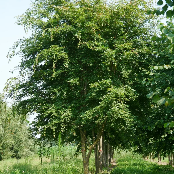 Carpinus henryana – Carpinus henryana