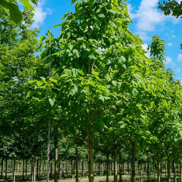 Catalpa speciosa – Western Catalpa, Northern Catalpa, Hardy Catalpa