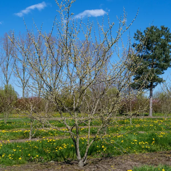 Cercis canadensis 'Royal White'