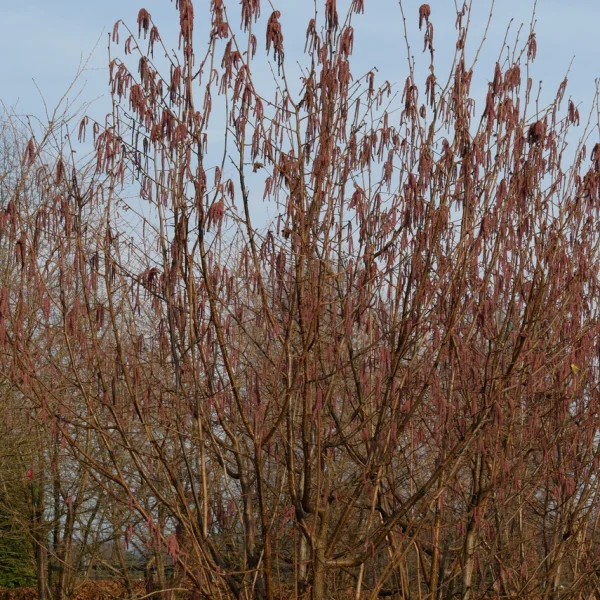 Corylus avellana 'Rode Zellernoot'