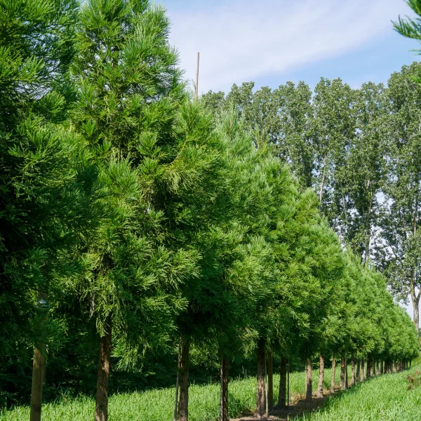 Cryptomeria japonica 'Kitayama' – Cryptomeria japonica 'Kitayama'