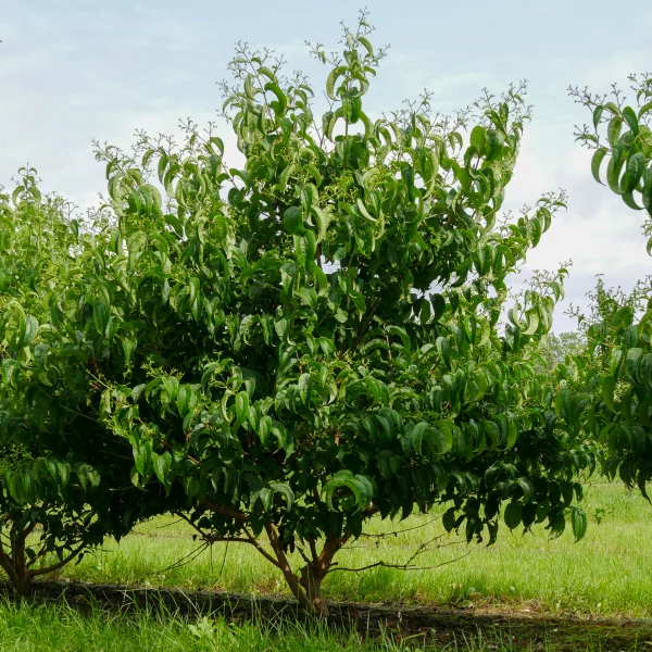 Heptacodium miconioides TIANSHAN ('Minhep') – Heptacodium miconioides TIANSHAN ('Minhep')