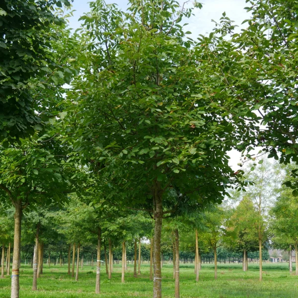 Juglans regia – Common walnut