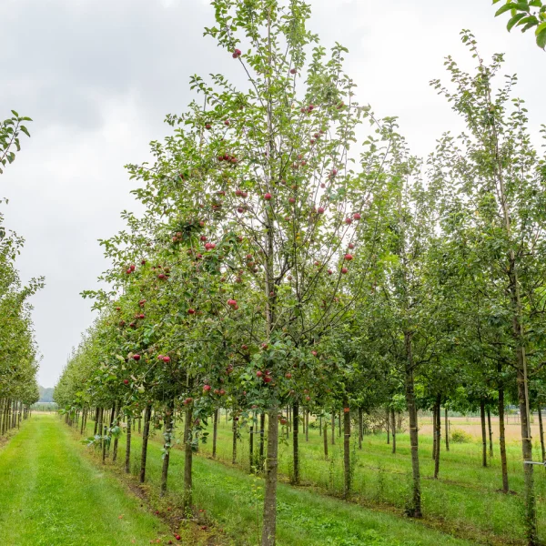 Malus domestica 'Ingrid Marie'