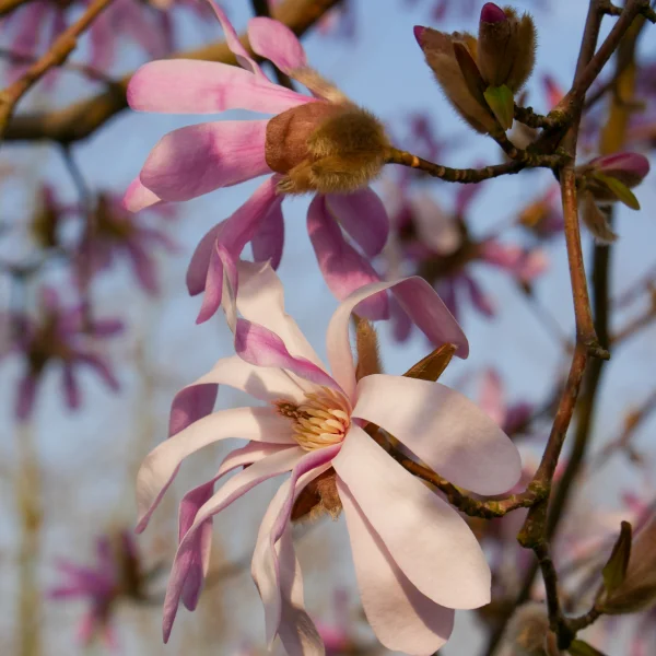 Magnolia stellata 'Rosea' – Magnolia stellata 'Rosea'