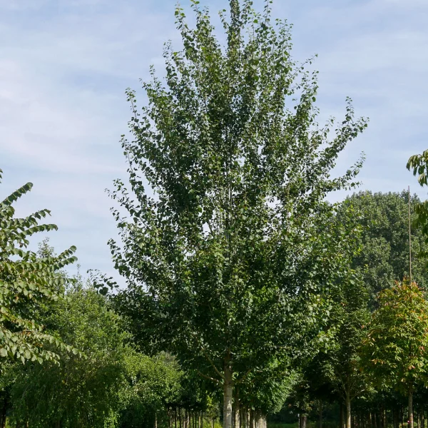 Populus tremula 'Tapiau' – Populus tremula 'Tapiau'