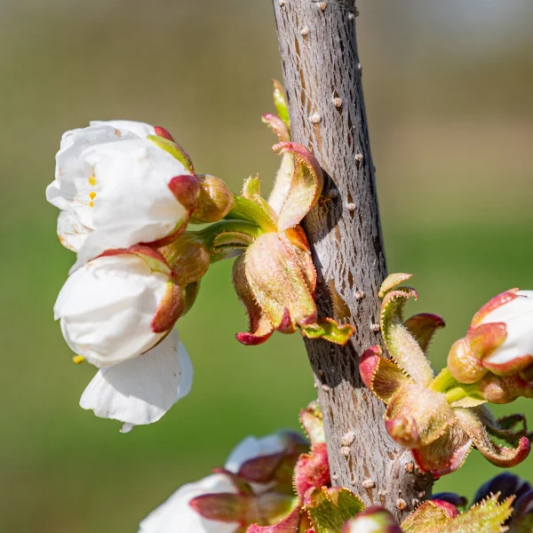 Prunus avium 'Karina'