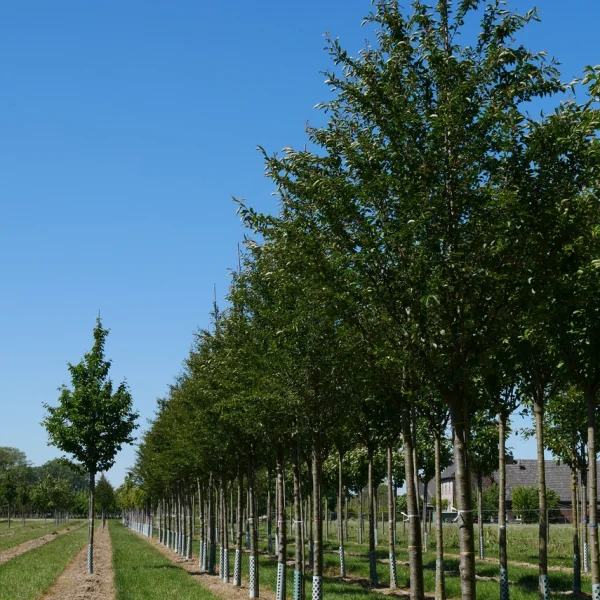 Prunus 'Pandora' – Prunus 'Pandora'