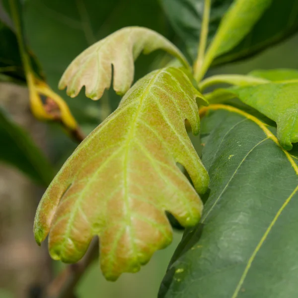 Quercus alba 'Clara' – Quercus alba 'Clara'