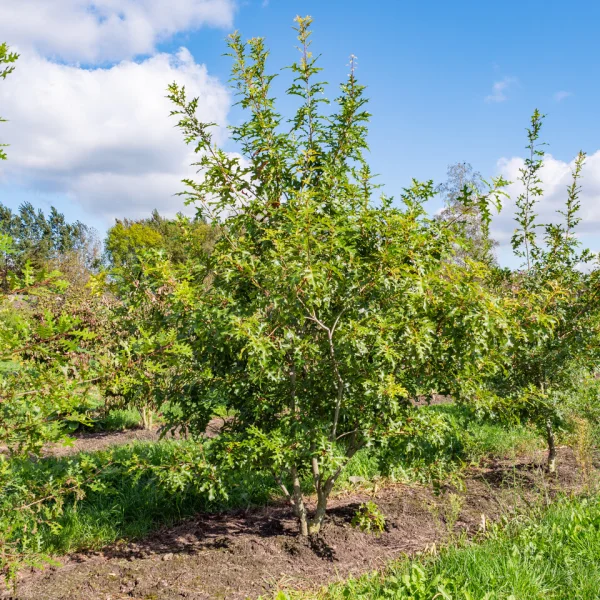 Quercus buckleyi