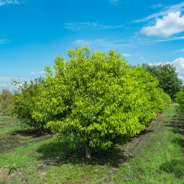 Quercus myrsinifolia