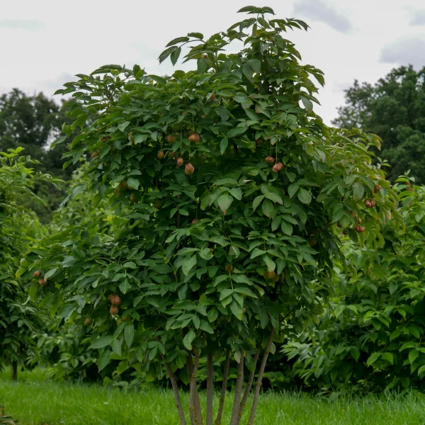 Staphylea pinnata – Staphylea pinnata
