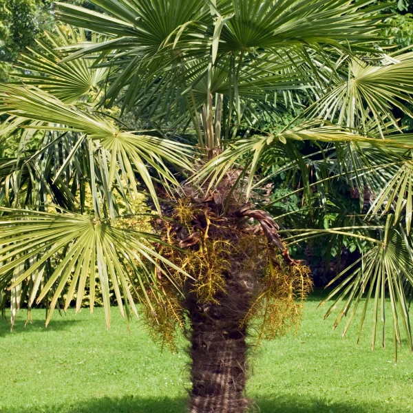 Trachycarpus fortunei