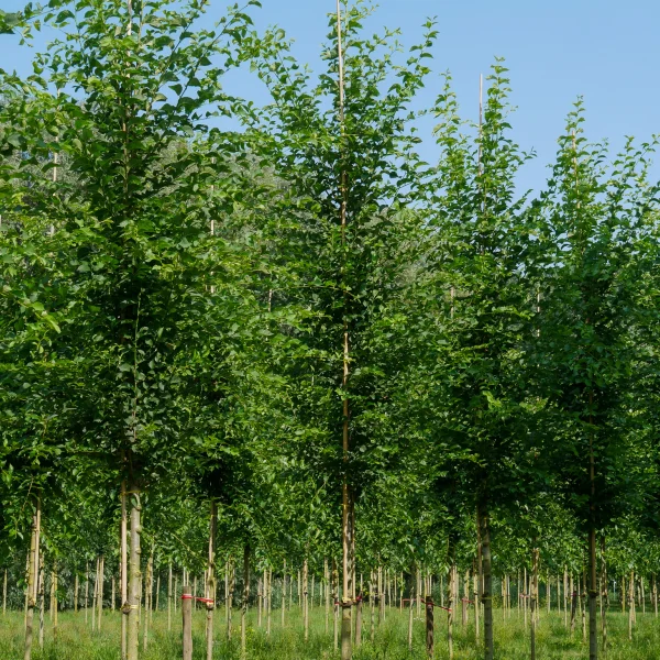 Ulmus 'Urban' – Ulmus 'Urban'