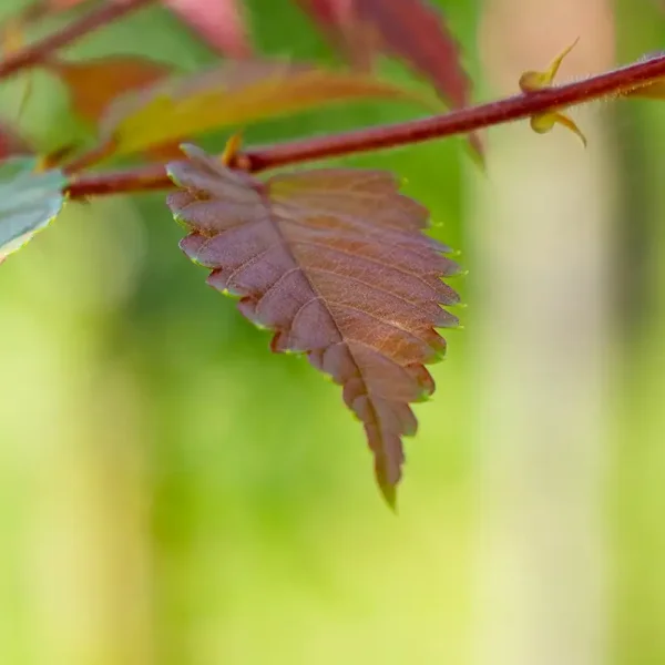 Zelkova serrata 'Urban Ruby' – Zelkova serrata 'Urban Ruby'