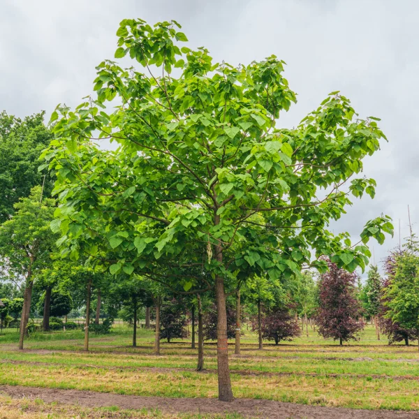 Catalpa bignonioides – Indian bean tree, Southern Catalpa