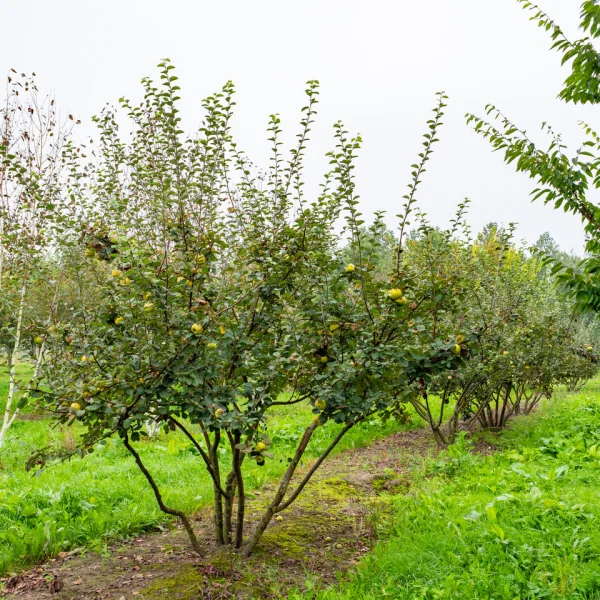 Cydonia oblonga 'Leskovacka' &ndash; Cydonia oblonga 'Leskovacka'