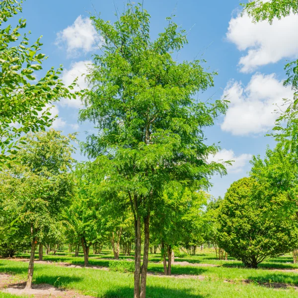 Gleditsia triacanthos f. inermis – Gleditsia triacanthos f. inermis