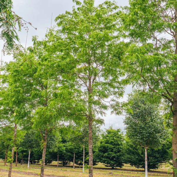 Gleditsia triacanthos 'Skyline' – Gleditsia triacanthos 'Skyline'