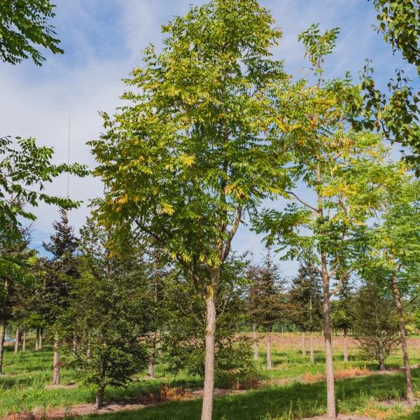 Gymnocladus dioica &ndash; Kentucky coffee tree