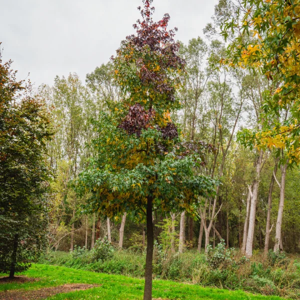 Liquidambar styraciflua – American red gum, Sweet gum