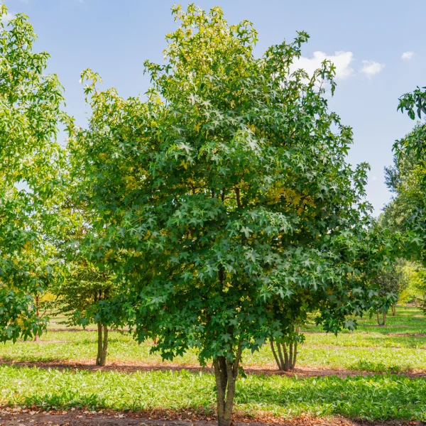 Liquidambar styraciflua &ndash; American red gum, Sweet gum