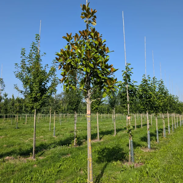 Magnolia grandiflora &ndash; Magnolia grandiflora